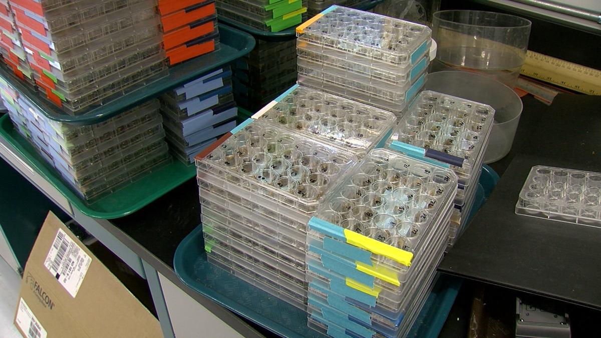 NDSU research into bees’ winter survival could help sustain farms, ranches